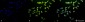 HSC70 (HSP73) Antibody